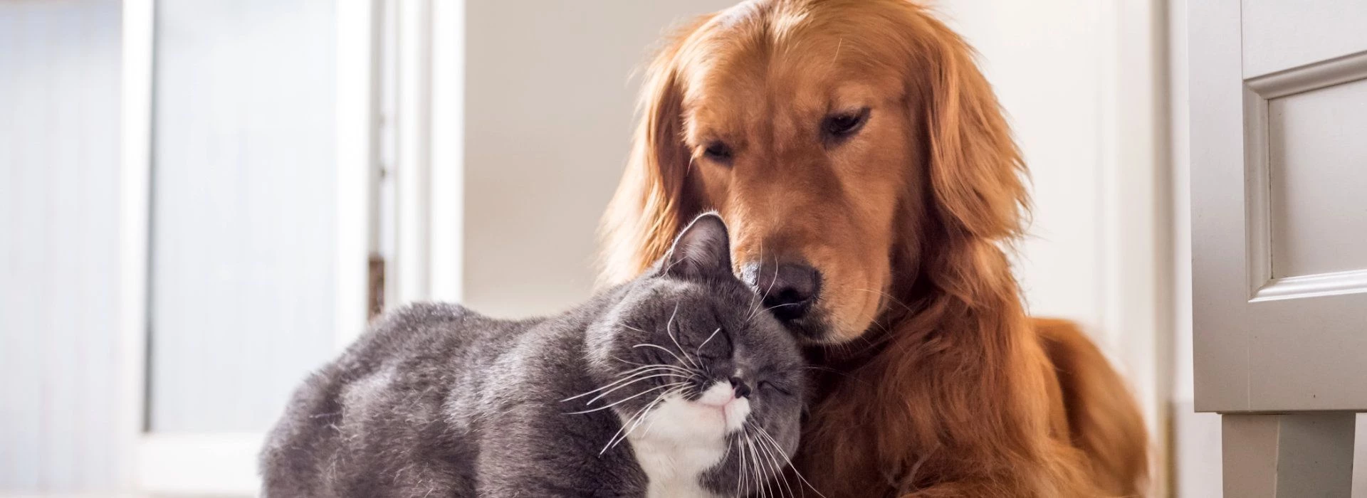 Präsentation von Futter Shuttle